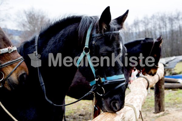 Pferdesegnung am Huehnerberg-7746