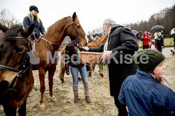 Pferdesegnung am Huehnerberg-8070